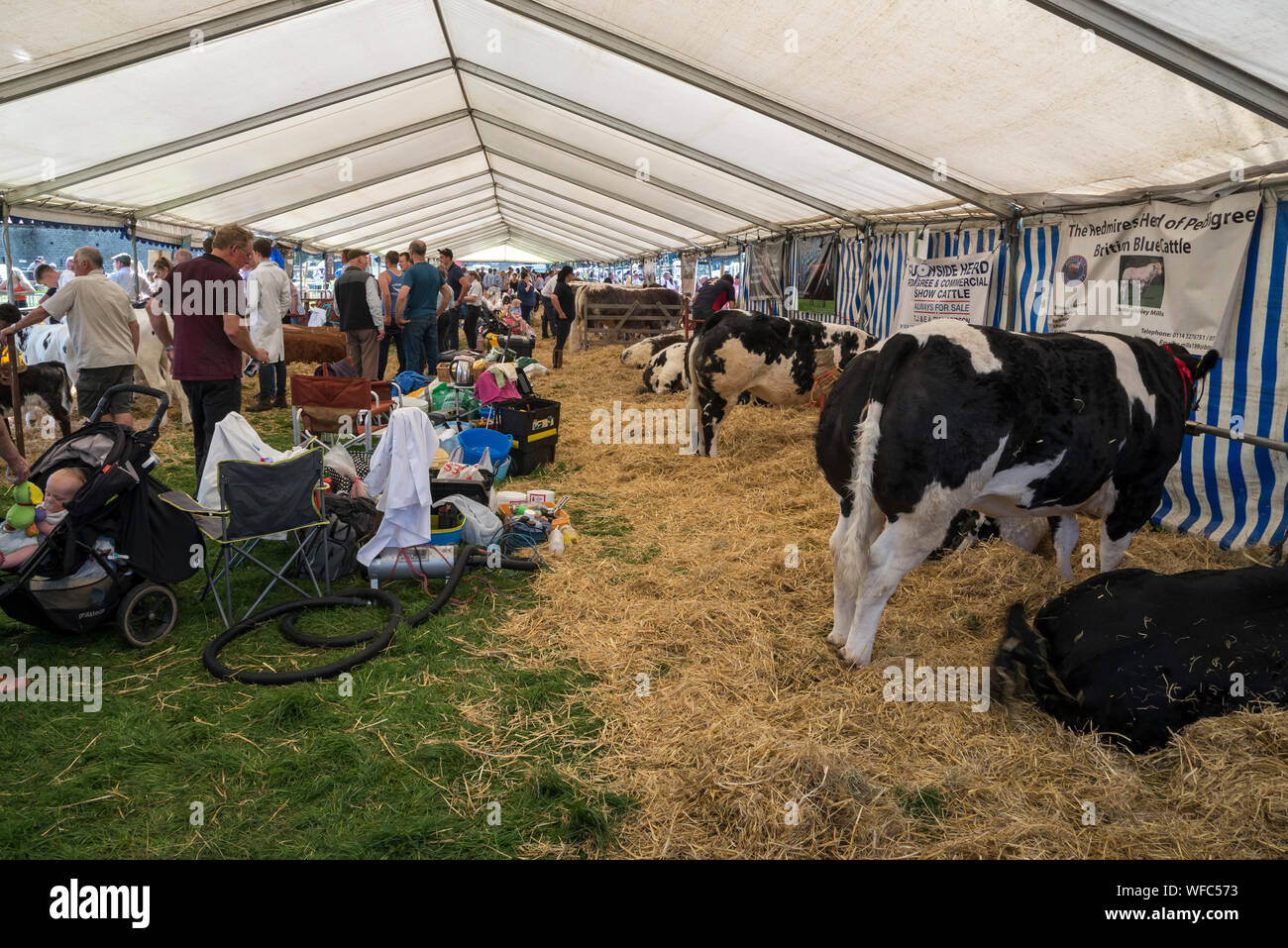 Hoffen auf den August Bank Holiday 2019 in Derbyshire, England. Junglandwirte in der Rinder Festzelt. Stockfoto