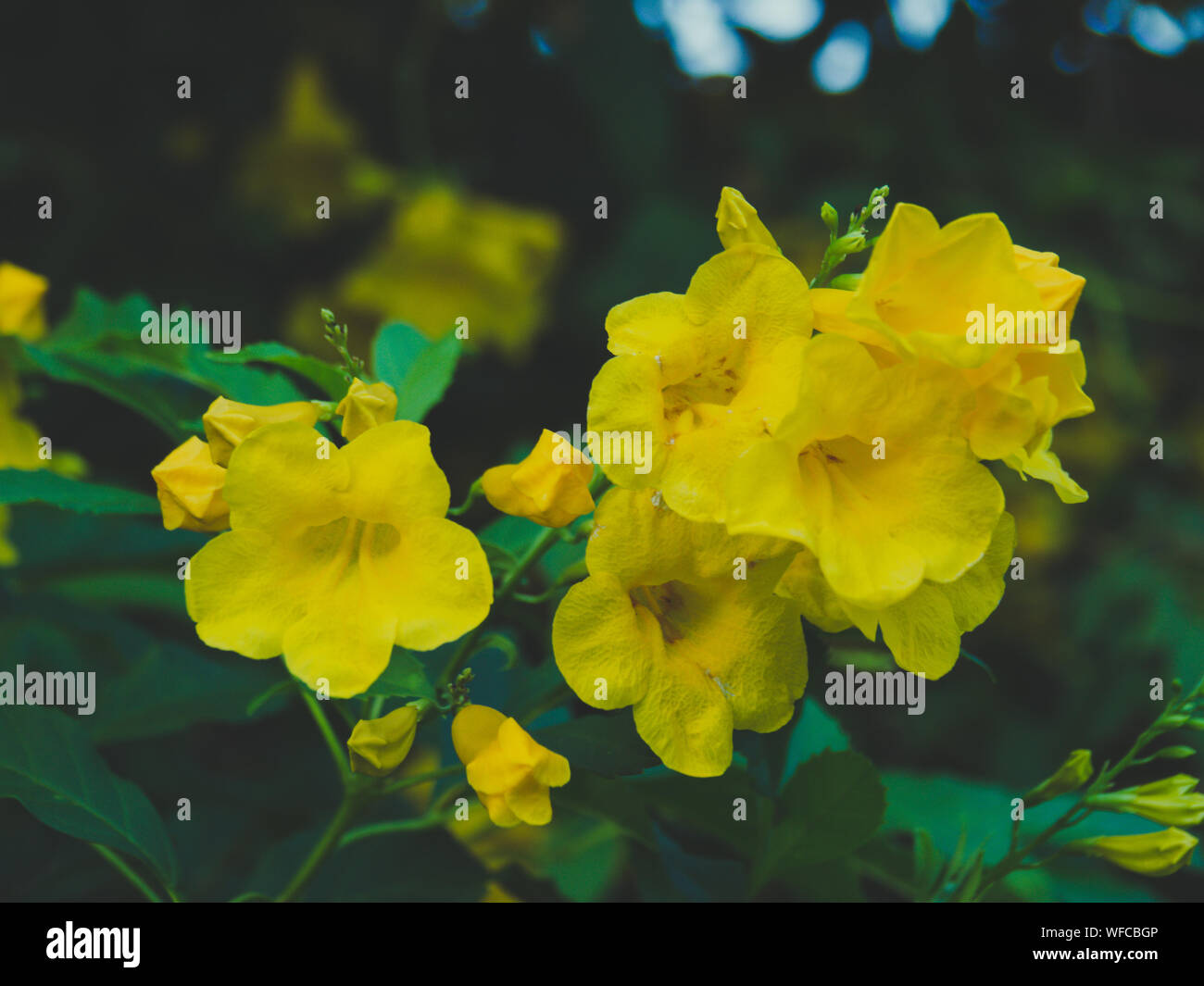 Tecoma stans Baum im Garten, Blüten gelb Trumpetbush, Common Name gelbe Glocke/Gelb Elder / Trompete Weinstock. Stockfoto