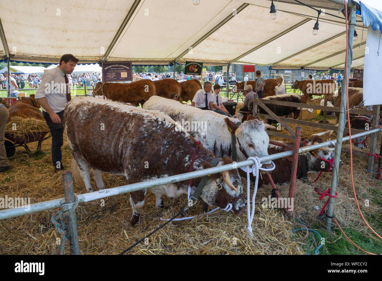 Hoffen auf den August Bank Holiday 2019 in Derbyshire, England. Vieh im Schatten der Markise. Stockfoto