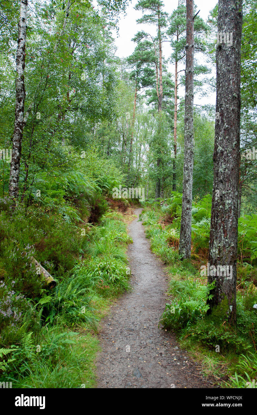 Ein Waldspaziergang in der Nähe der Schlucht Corrieshalloch, Scottish Highlands, Schottland Stockfoto