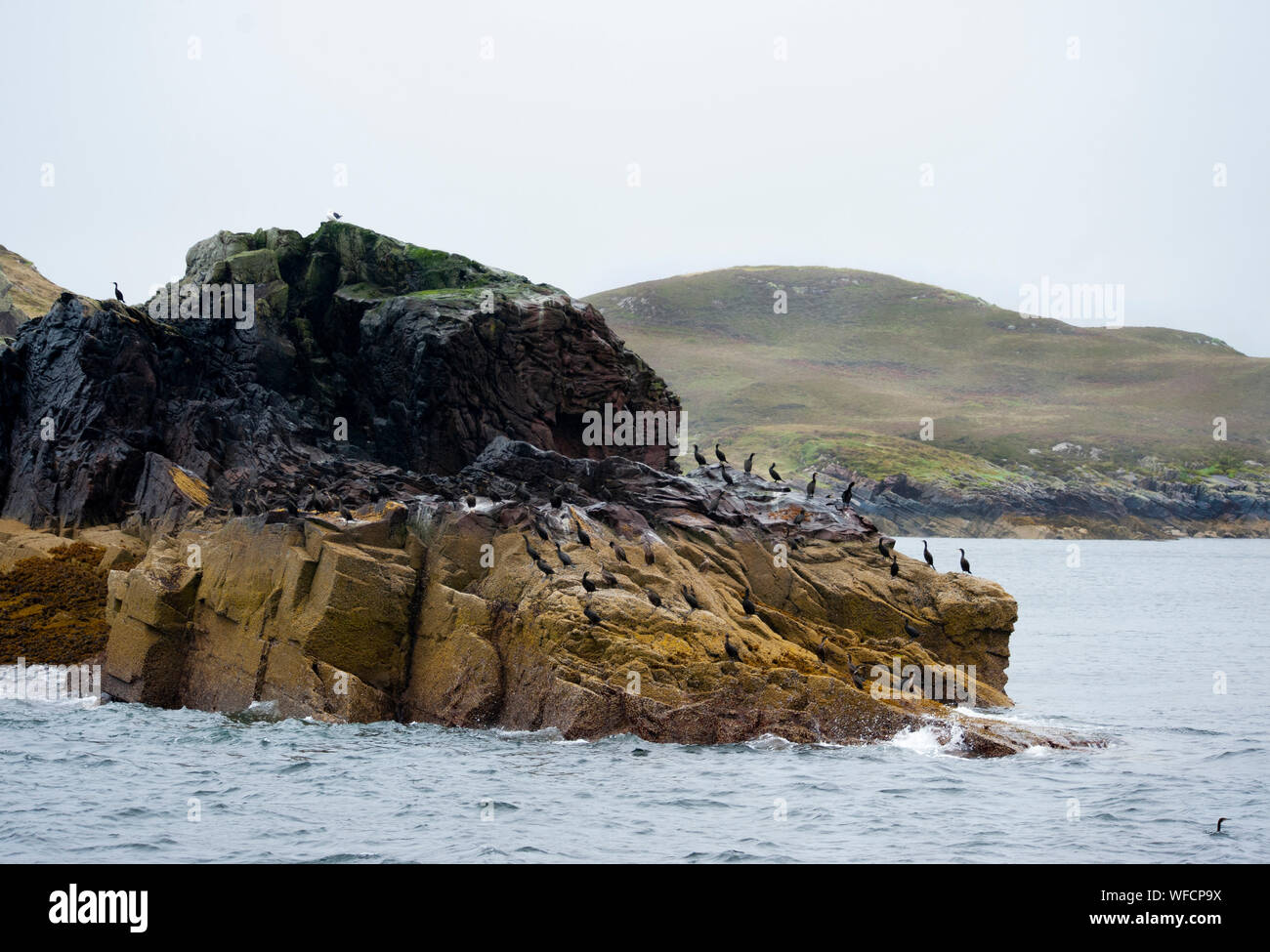 European Shag, Gulosus aristotelis, Kolonie auf Felsen, Sommerinseln, Schottland, britische Inseln Stockfoto