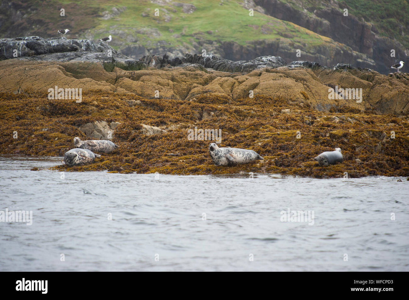 Grau Dichtung oder Atlantic Seal, Halichoerus grypus, erwachsene Kolonie auf Felsen, Summer Isles, Schottland, Britische Inseln Stockfoto