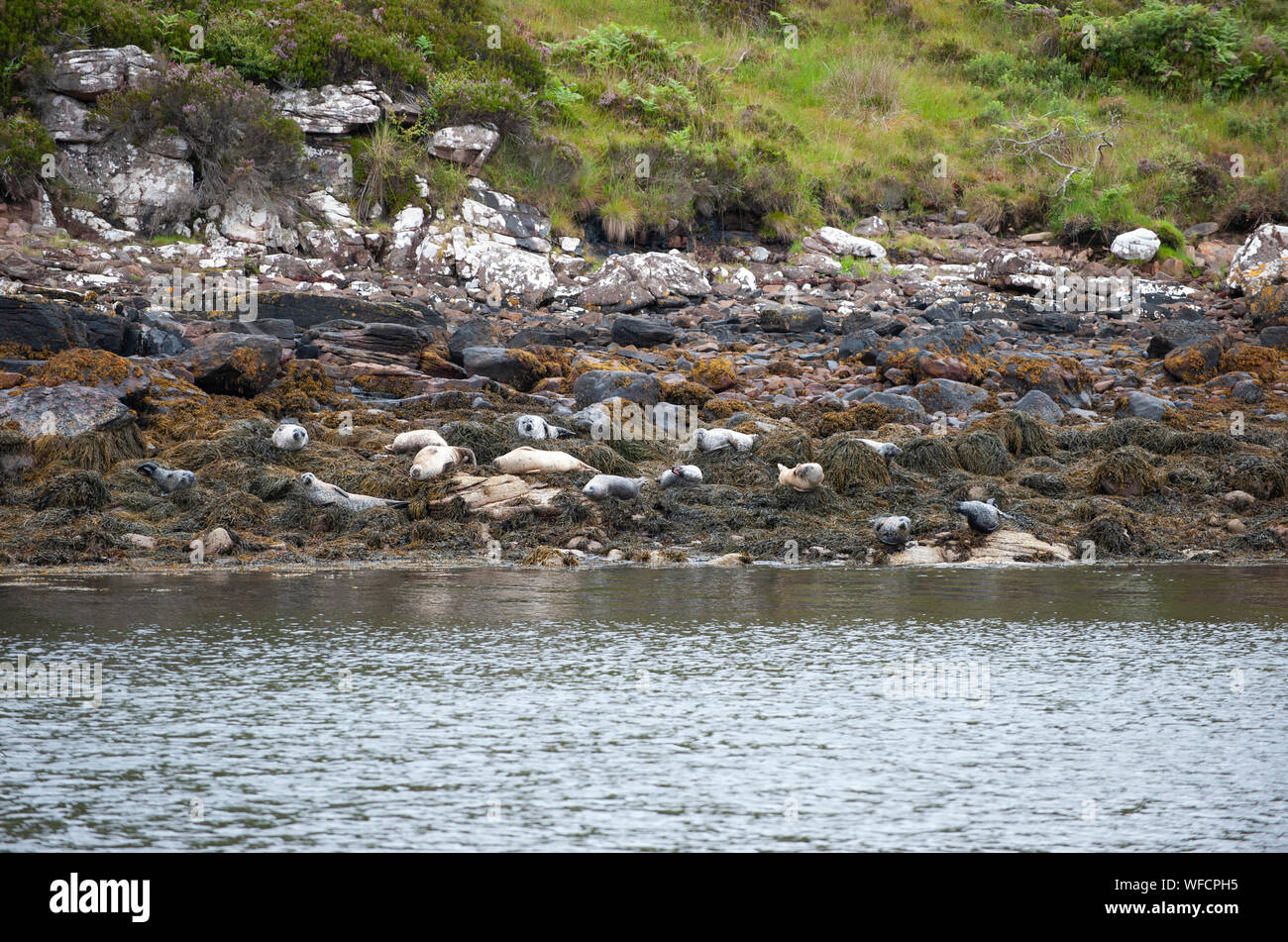 Seehunde, auch als Seehunde, Phoca vitulina bekannt, auf der Insel haul Out, Summer Isles, Schottland, Britische Inseln, Großbritannien Stockfoto