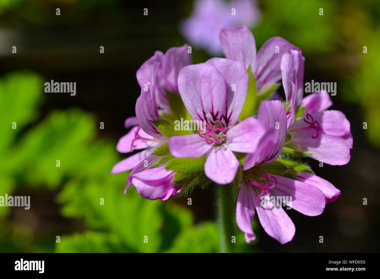 Pelargonium 'Attar of Roses', ein duftendes Blatt Geranium Stockfoto