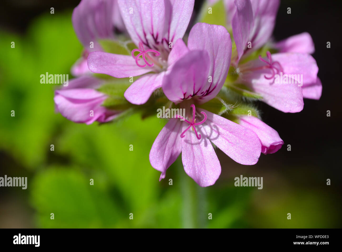 Pelargonium 'Attar of Roses', ein duftendes Blatt Geranium Stockfoto