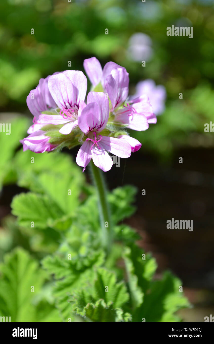 Pelargonium 'Attar of Roses', ein duftendes Blatt Geranium Stockfoto