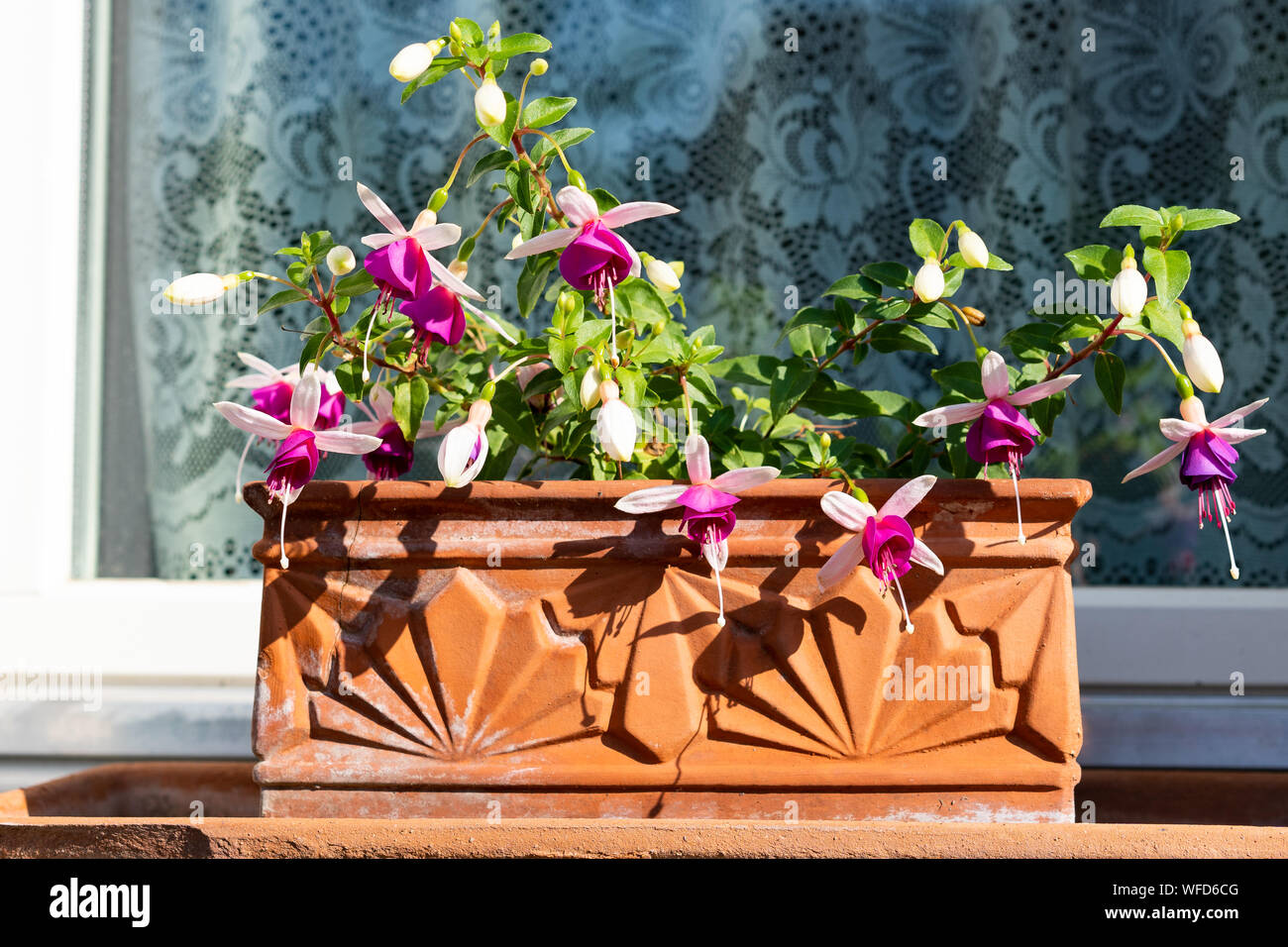 Rosa und Weiß fuchsia im Tontopf stehen im Freien vor einem Fenster mit weißen Vorhängen. Stockfoto