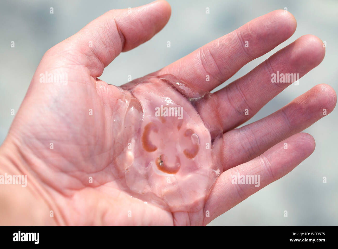 Quallen, Medusa auf einer Hand - Ostsee Fauna. Stockfoto