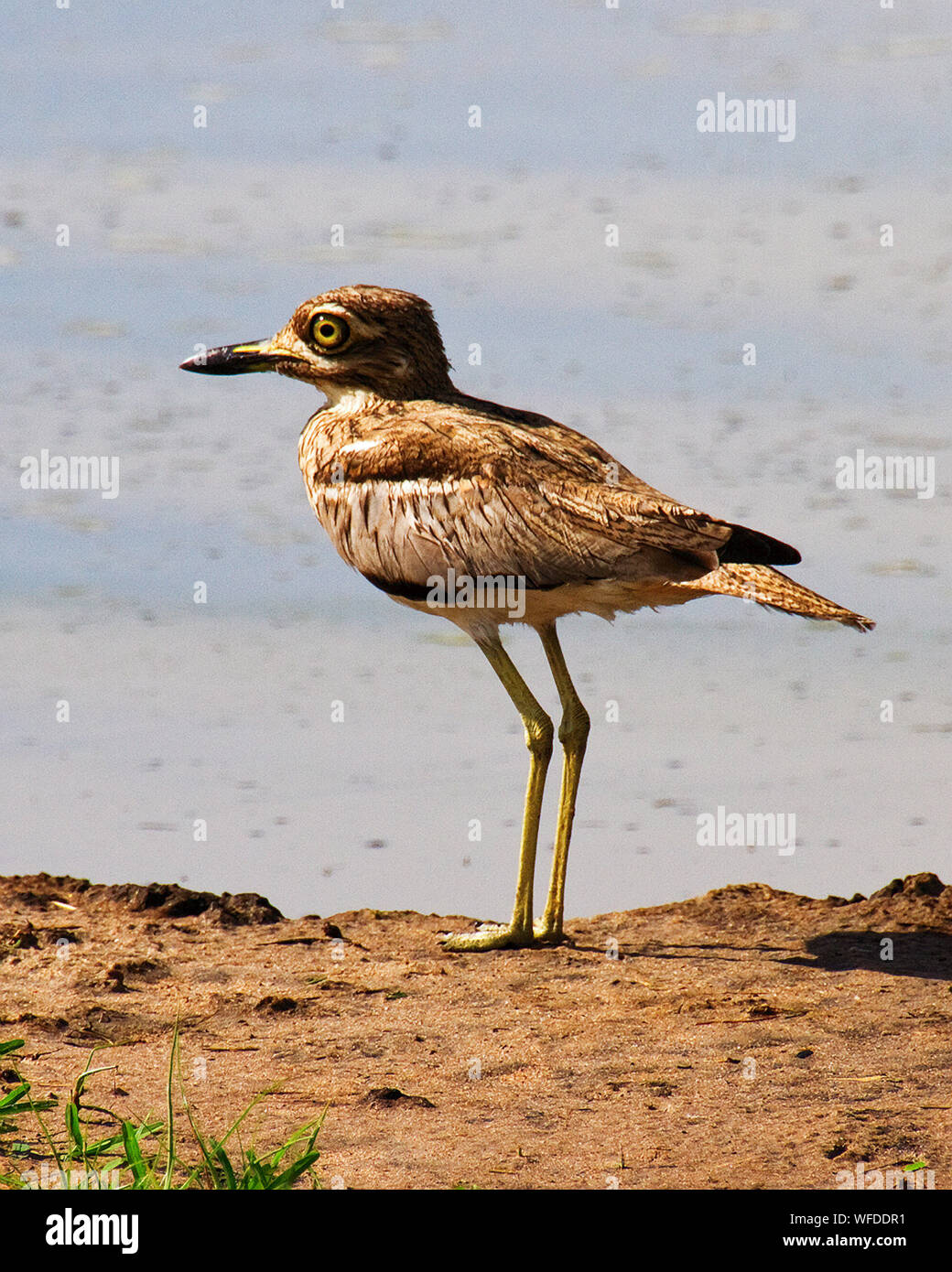 Das Wasser mit dickem Knie oder Wasser Dikkop ist eine häufige und weit verbreitete Vogel von permanenten Wasserläufen. Die dämmerungs- und nachtaktiv Gewohnheiten macht Sie vunerab Stockfoto