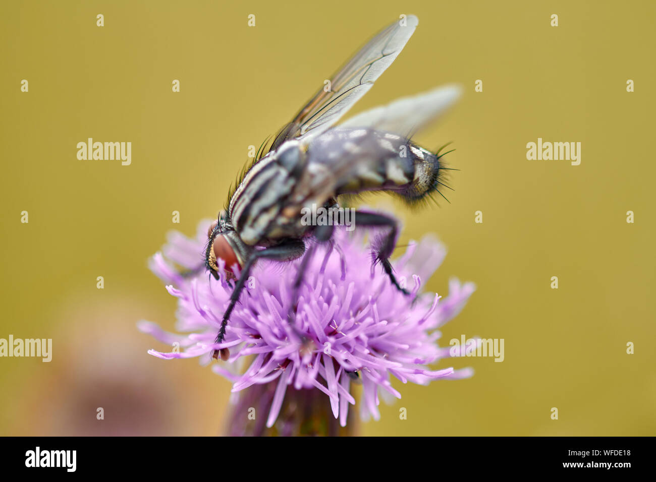 Fliegen Sie auf einer lila Wildblume, Makro Stockfoto