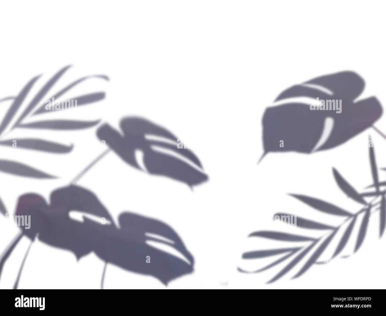 Schatten der tropische Blätter auf Weiß Stockfoto