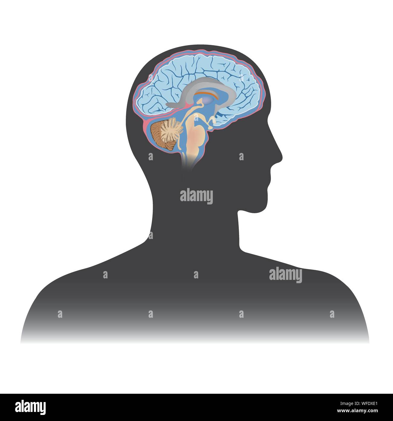 Infografik zur Illustration des menschlichen Gehirns. Menschliche Körperteile. Stock Vektor