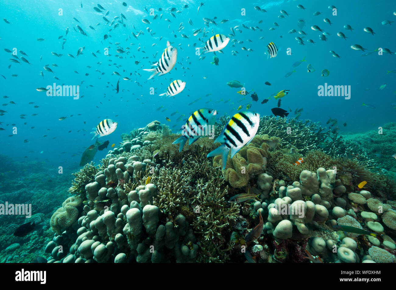 Reef scenic mit Indo-Pazifischen sergeantfishes, Abudefduf vaigiensis, Raja Ampat Indonesien. Stockfoto