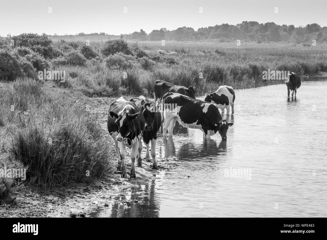 Kostenlose Walking Kühe und im Wasser auf der Insel Schiermonnikoog, einer Insel an der Nordsee und das Wattenmeer der Niederlande zur Festlegung Stockfoto