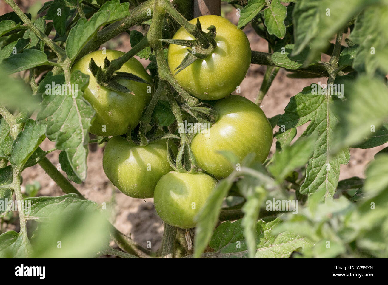 Frische Tomaten aus dem Garten Englisch Stockfoto