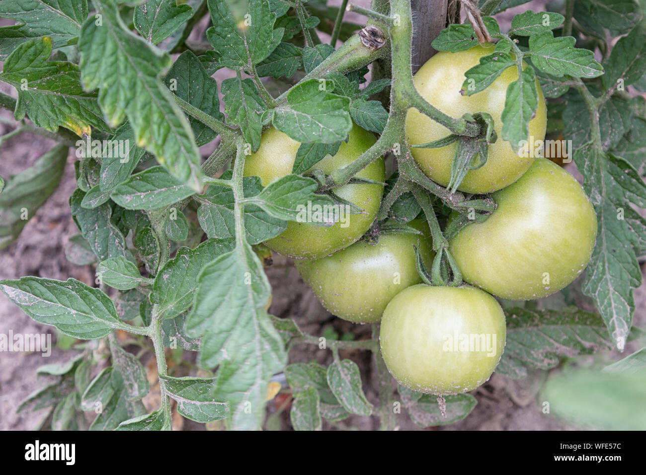 Frische Tomaten aus dem Garten Englisch Stockfoto