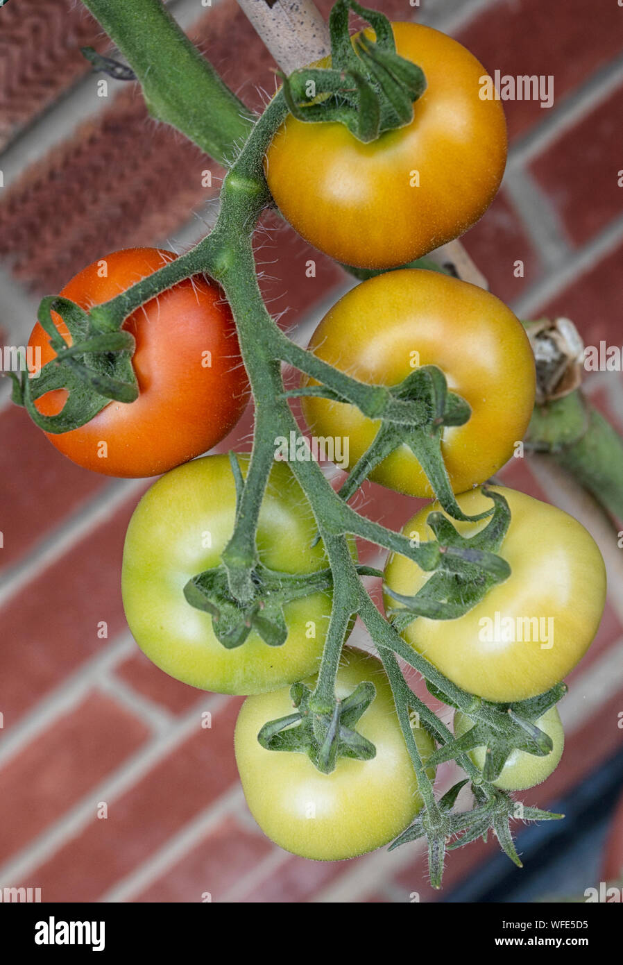 Frische Tomaten aus dem Garten Englisch Stockfoto