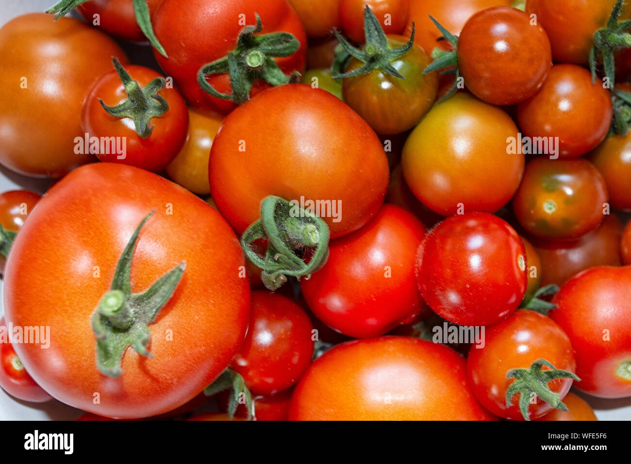 Frische Tomaten aus dem Garten Englisch Stockfoto