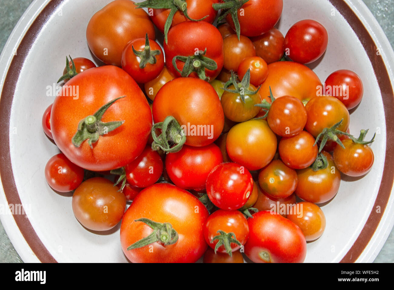 Frische Tomaten aus dem Garten Englisch Stockfoto