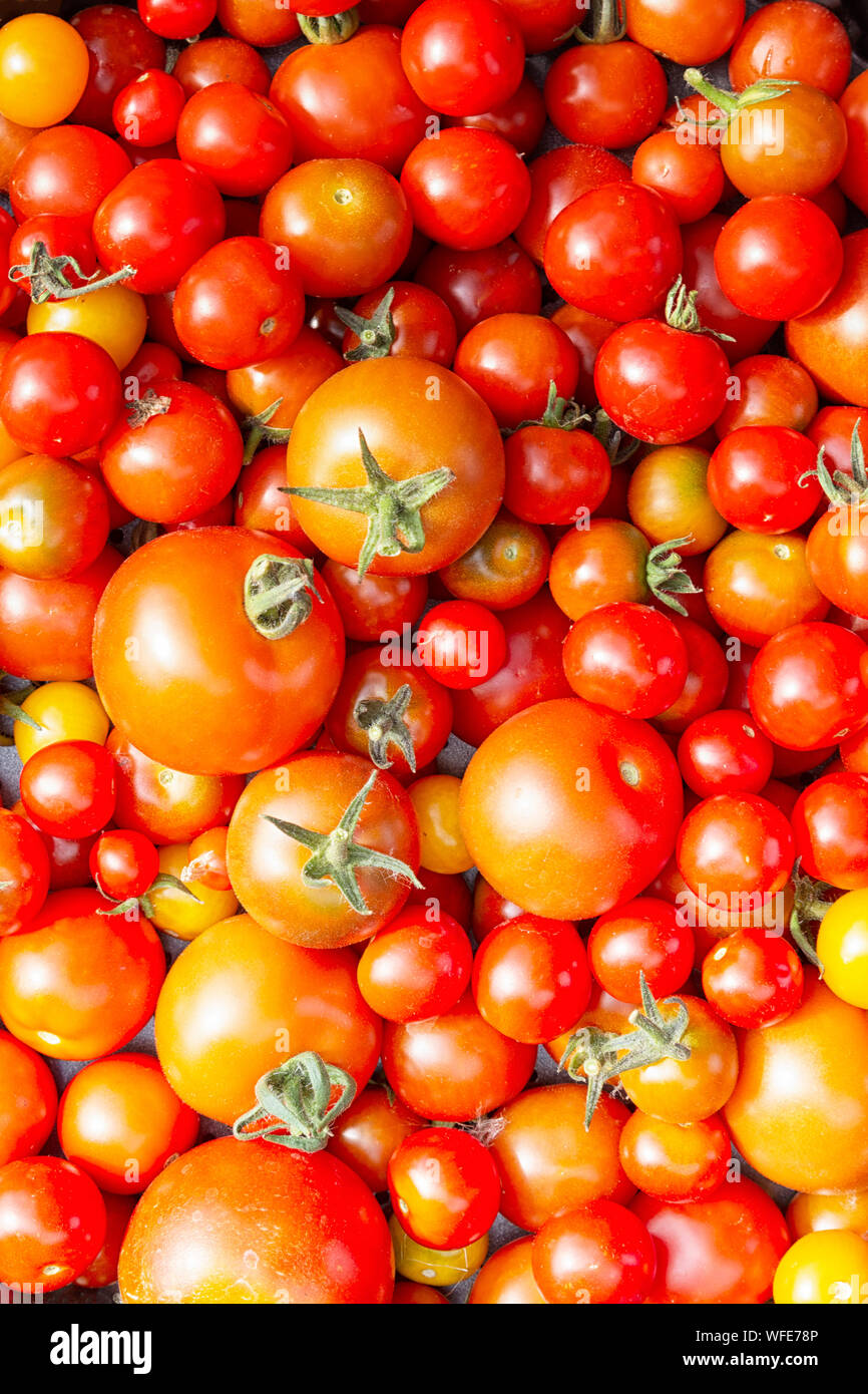 Frische Tomaten aus dem Garten Englisch Stockfoto