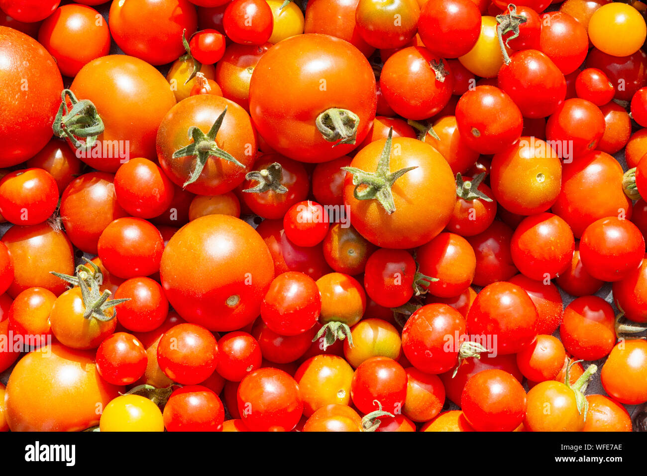 Frische Tomaten aus dem Garten Englisch Stockfoto