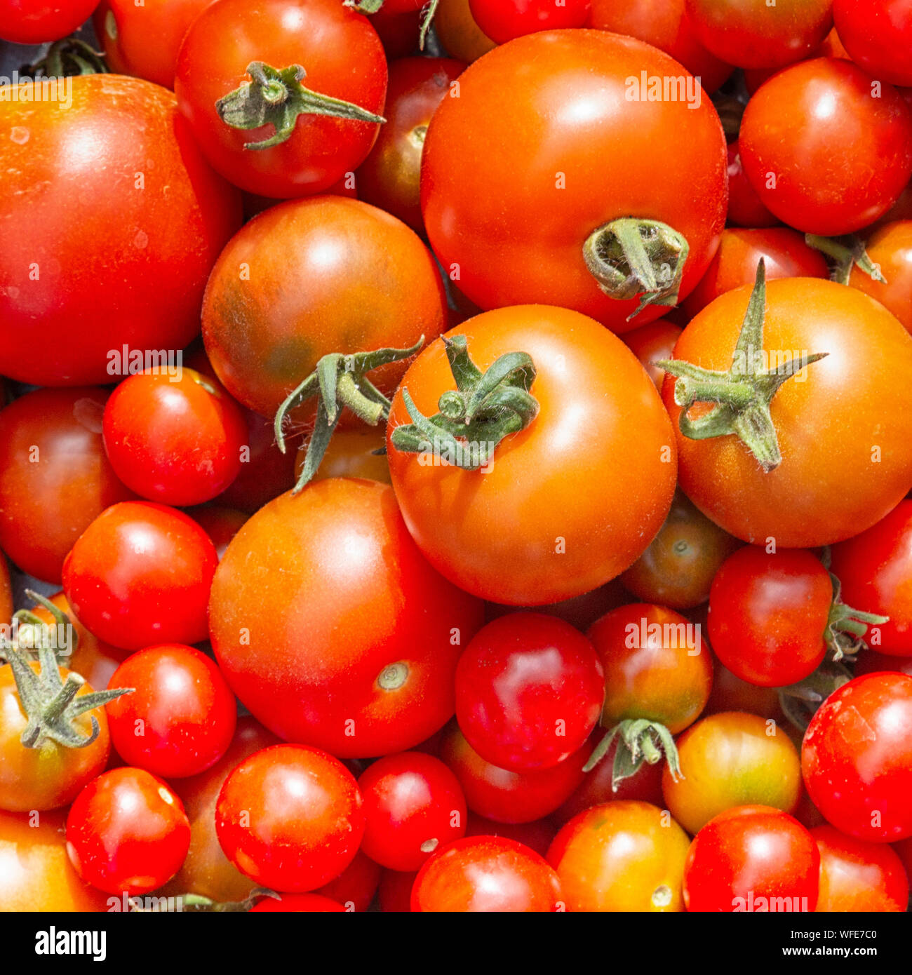 Frische Tomaten aus dem Garten Englisch Stockfoto