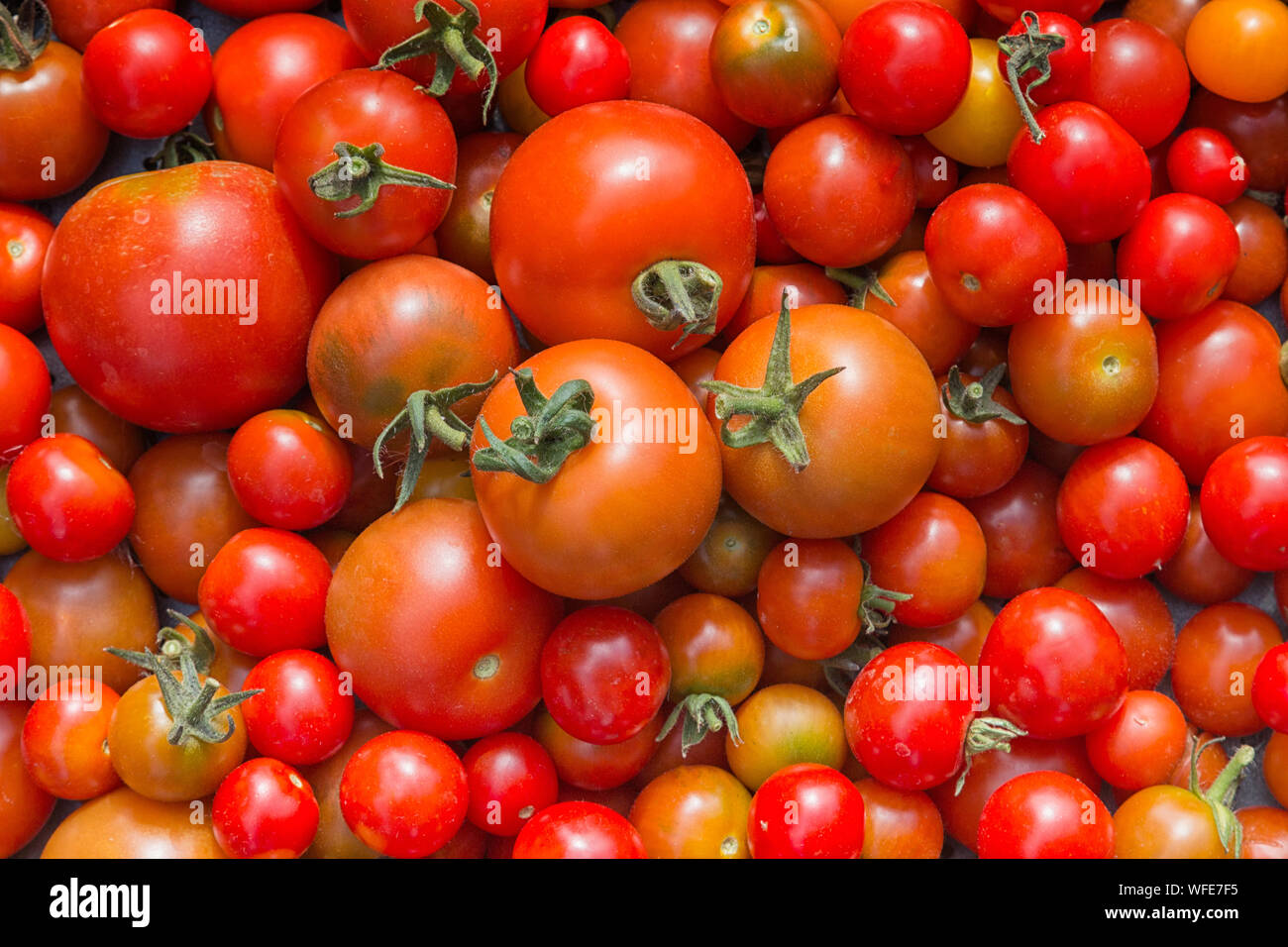 Frische Tomaten aus dem Garten Englisch Stockfoto