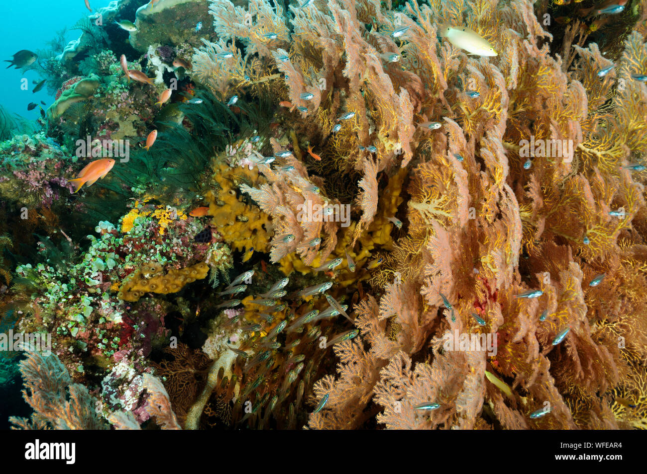 Reef scenic mit seafan und Kehrmaschinen Raja Ampat Indonesien. Stockfoto