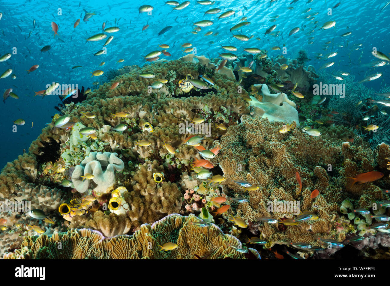 Reef scenic mit hardcorals Raja Ampat Indonesien. Stockfoto