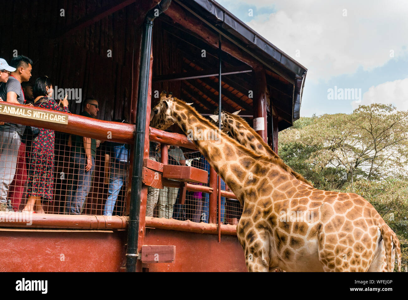 Touristen an der Giraffe Center mit Rothschild Giraffen auf der Aussichtsplattform, Nairobi, Kenia Stockfoto