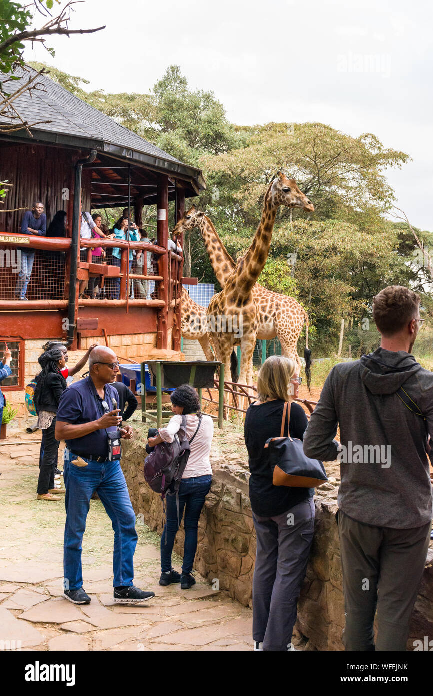 Touristen an der Giraffe Center mit Rothschild Giraffen auf der Aussichtsplattform, Nairobi, Kenia Stockfoto