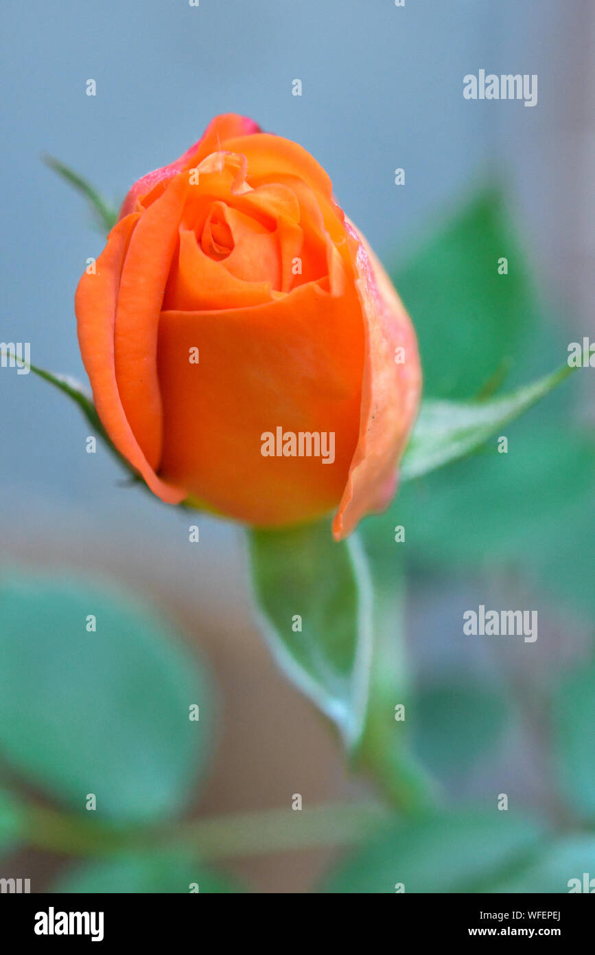 Orange Rose Bud mit grünen Blättern im Hintergrund Stockfoto