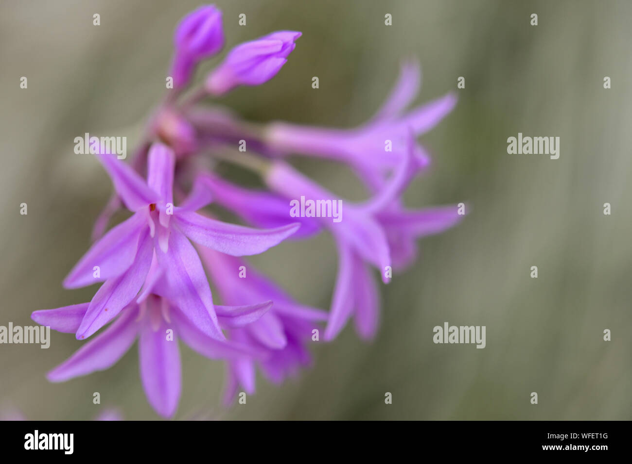 Gesellschaft Knoblauch Tulbaghia violacea mit lila Blüte Stockfoto