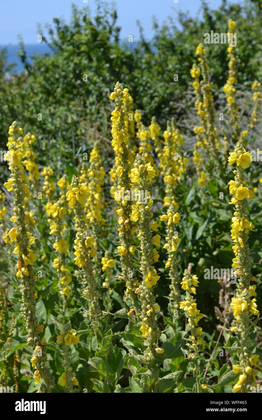 Molène thapsus, gemeinsame Königskerze Stockfoto