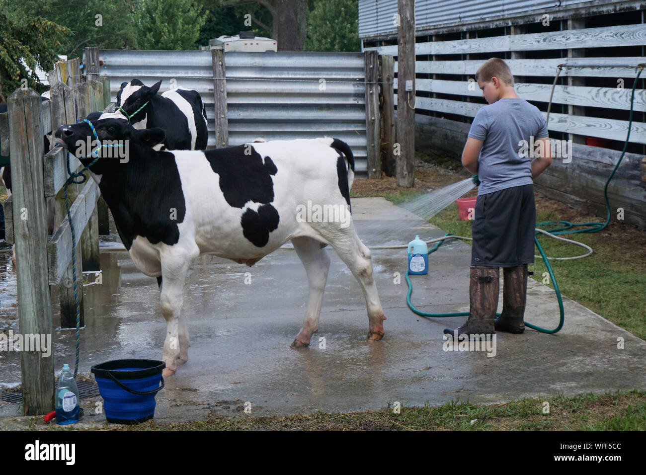 Junge waschen seine Kuh an der County Fair Stockfoto