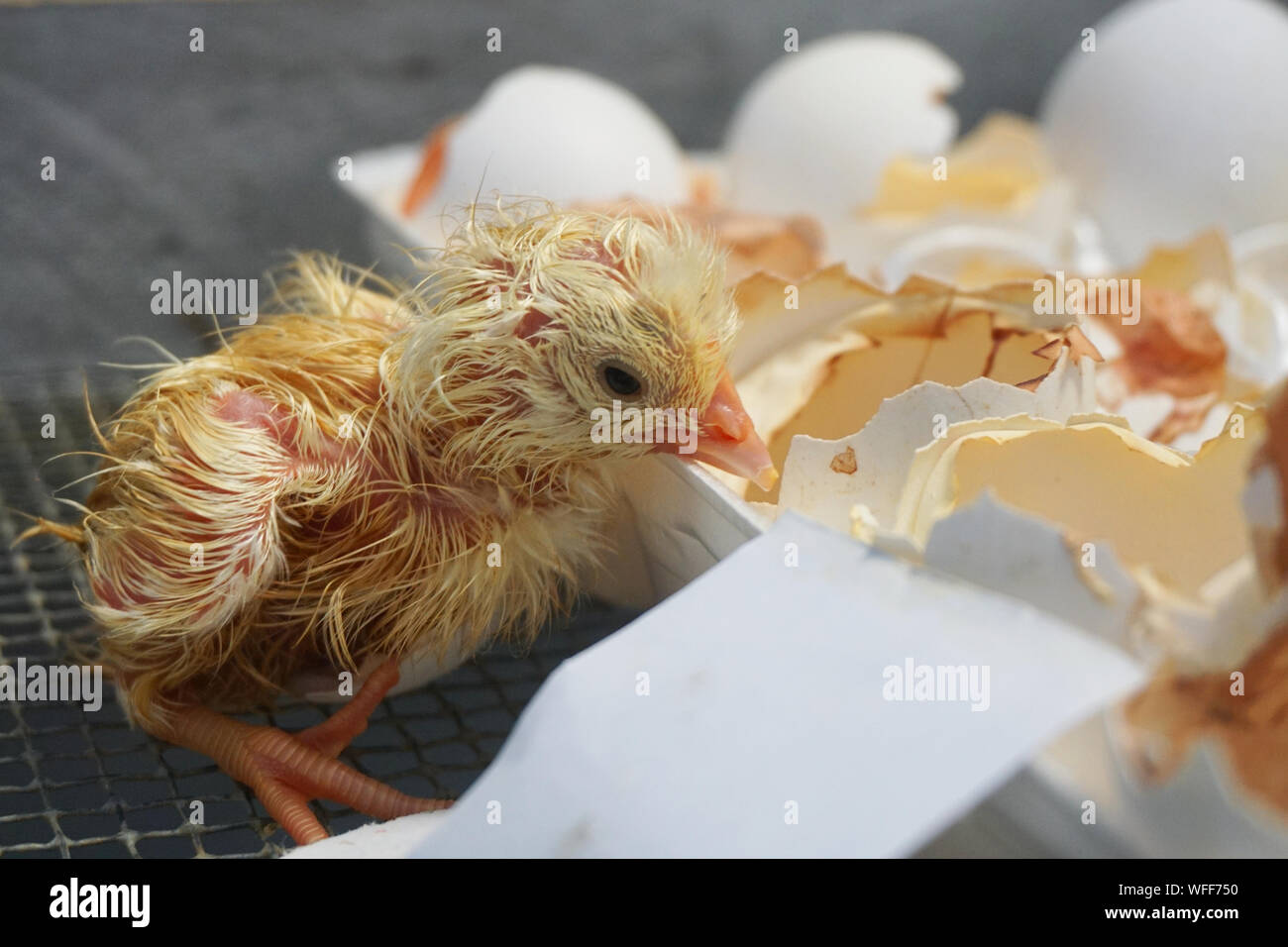 Frisch geschlüpfte Küken aus der Schale Stockfoto