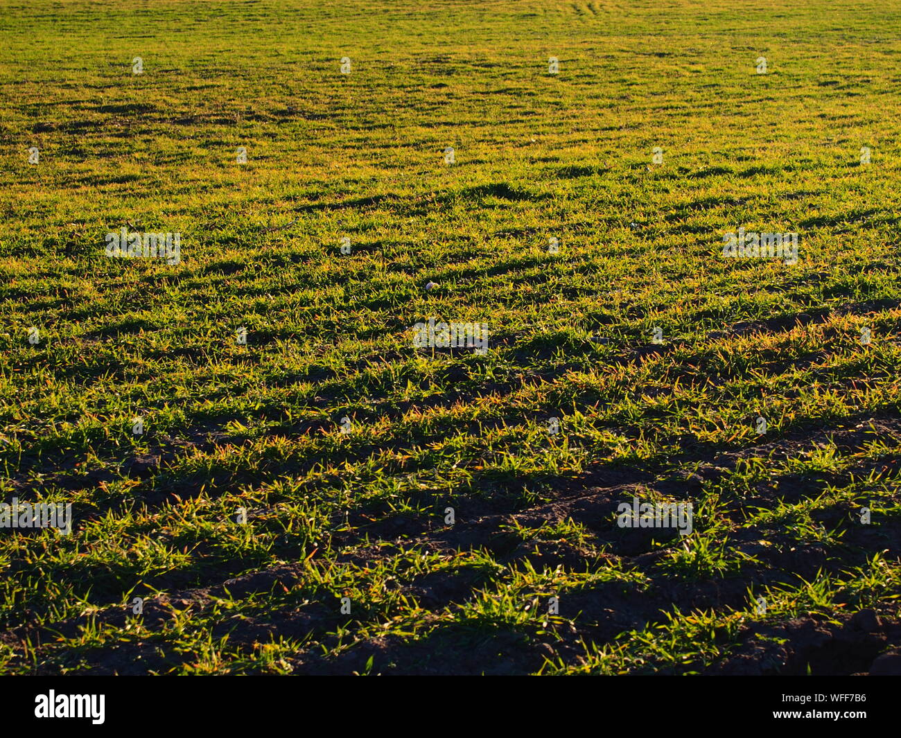 Full Frame Geschossen von gelben Gras Stockfoto