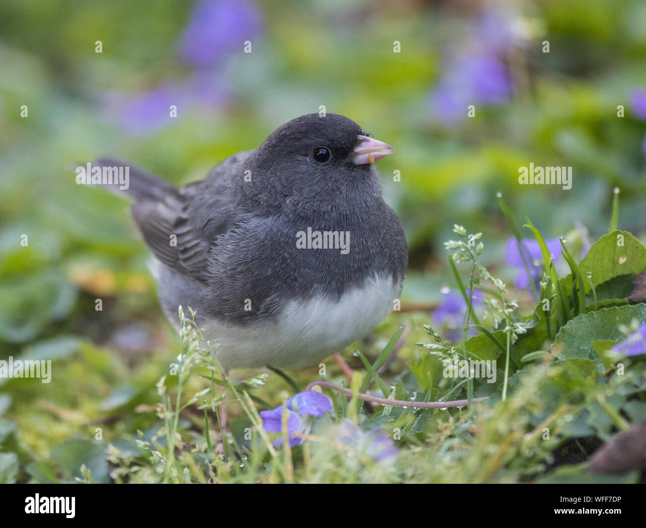 Porträt einer männlichen dark-eyed Junco, Junco Hyemalis. Stockfoto