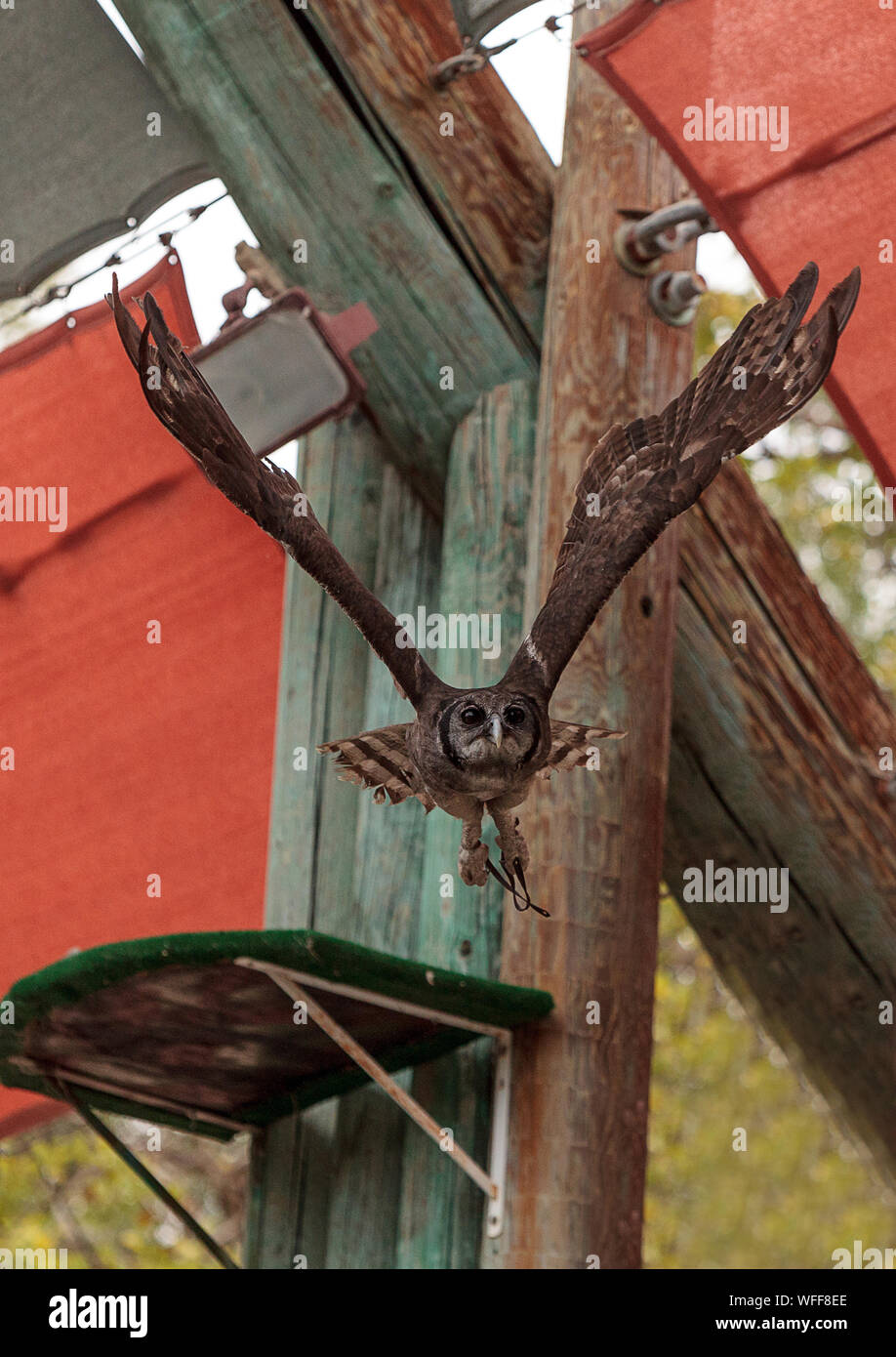 Low Angle View von Owl Fliegen gegen Struktur aufgebaut Stockfoto