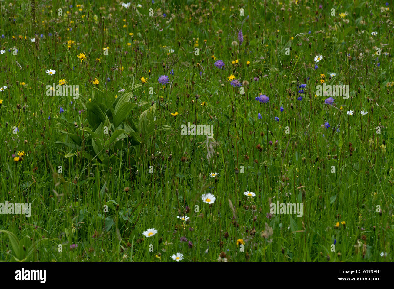 Ein Feld voller bunter Blumen im Sommer Stockfoto