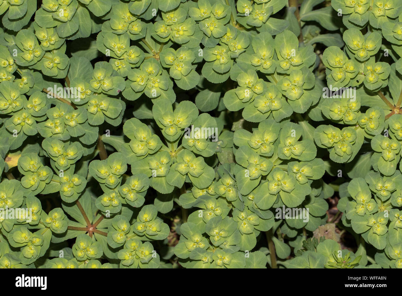 Nahaufnahme der Wolfsmilch, Euphorbia sp. Stockfoto