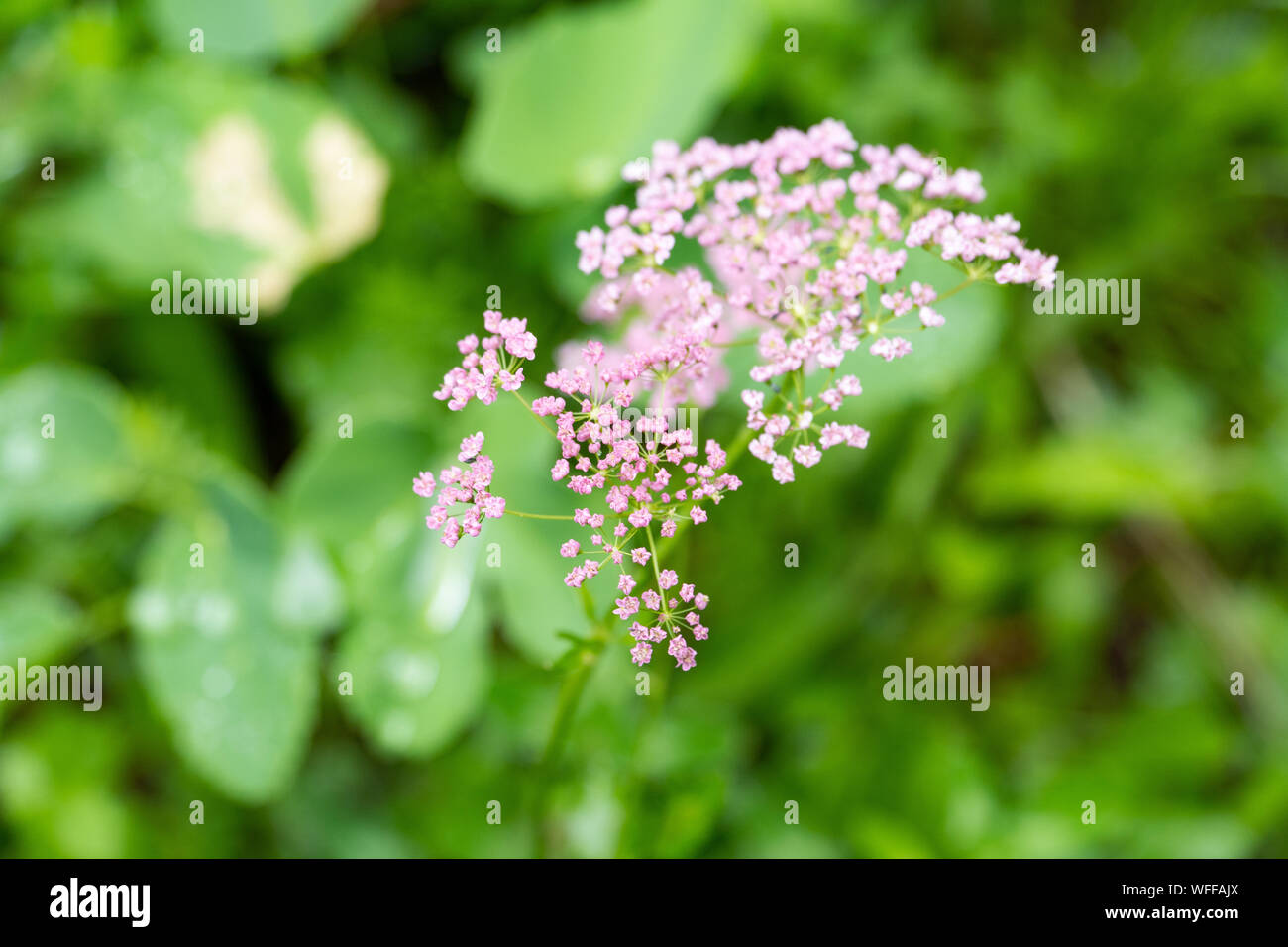 In der Nähe von kleinen Blumen in der Natur Stockfoto