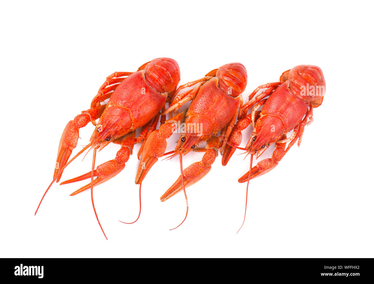 Drei rote gekochte Flusskrebse auf weißem Hintergrund Stockfoto