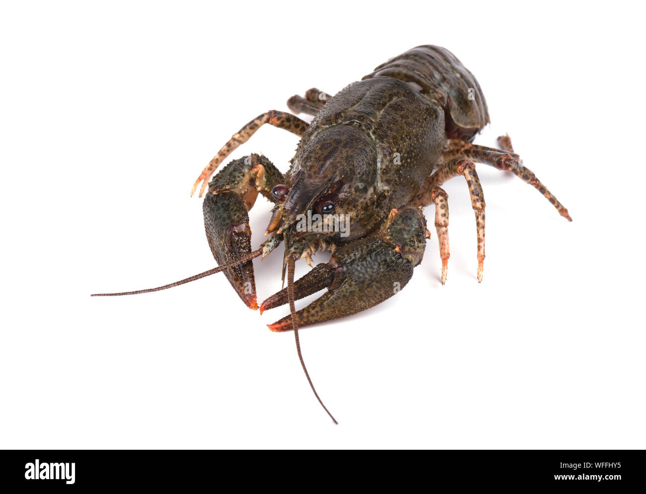 Frische live Crayfish auf weißem Hintergrund Stockfoto