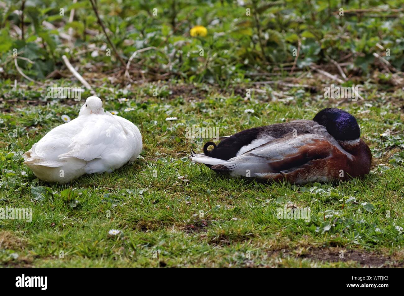 Schlafende enten Fotos und Bildmaterial in hoher Auflösung Alamy