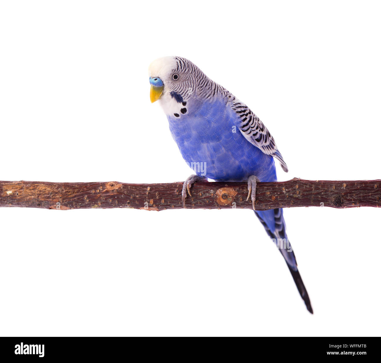 Wellenförmige Papagei blau Farbe auf weißem Hintergrund. Wellensittiche isoliert Stockfoto