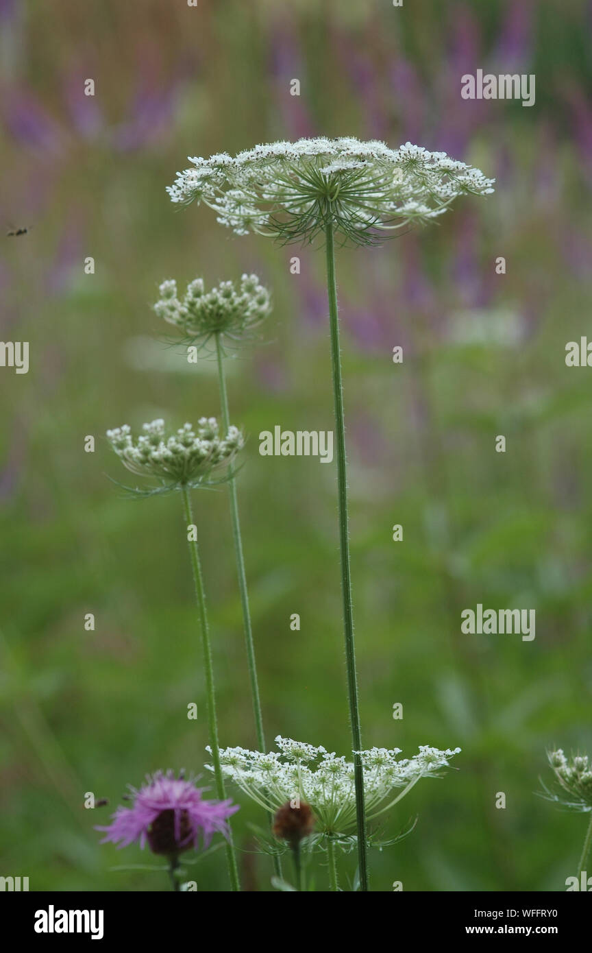 Daucus carota Stockfoto