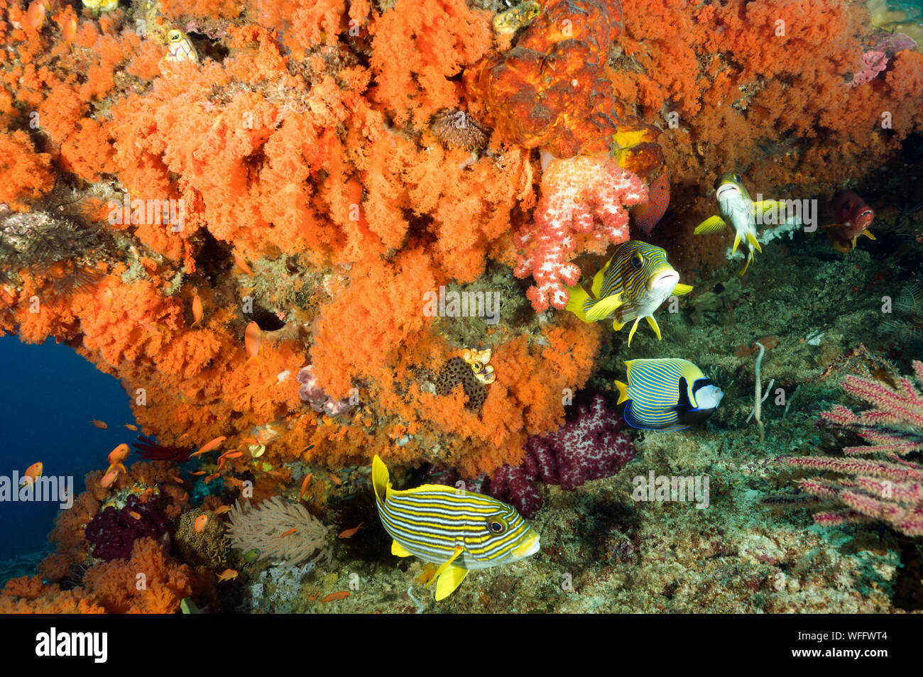 Reef scenic mit bunten Weichkorallen, Siphonogorgia sp., und Farbband süßlippen Raja Ampat Indonesien Stockfoto