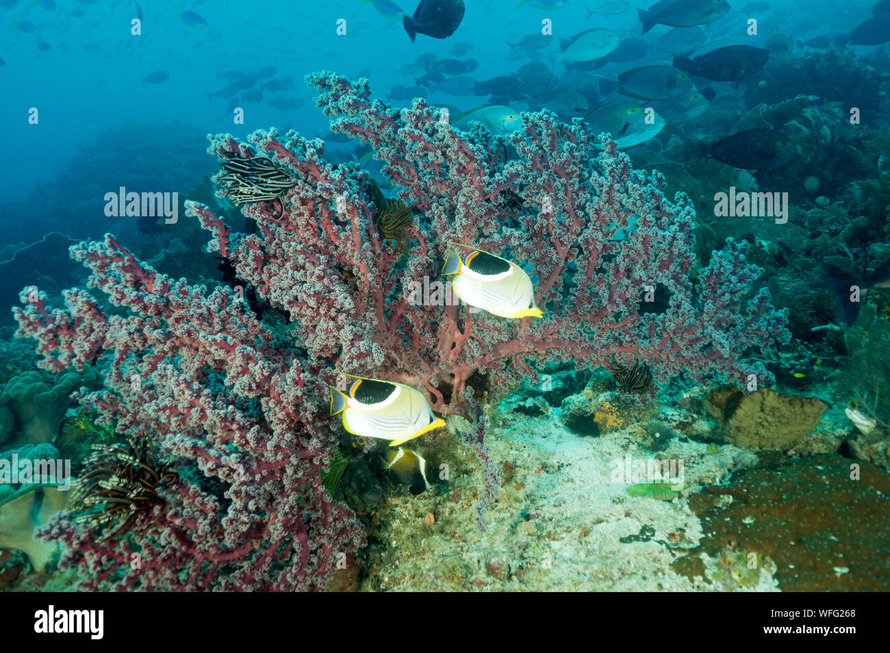 Riffe scenic mit gesattelt Falterfische, Chaetodon ephippium, Raja Ampat Indonesien Stockfoto