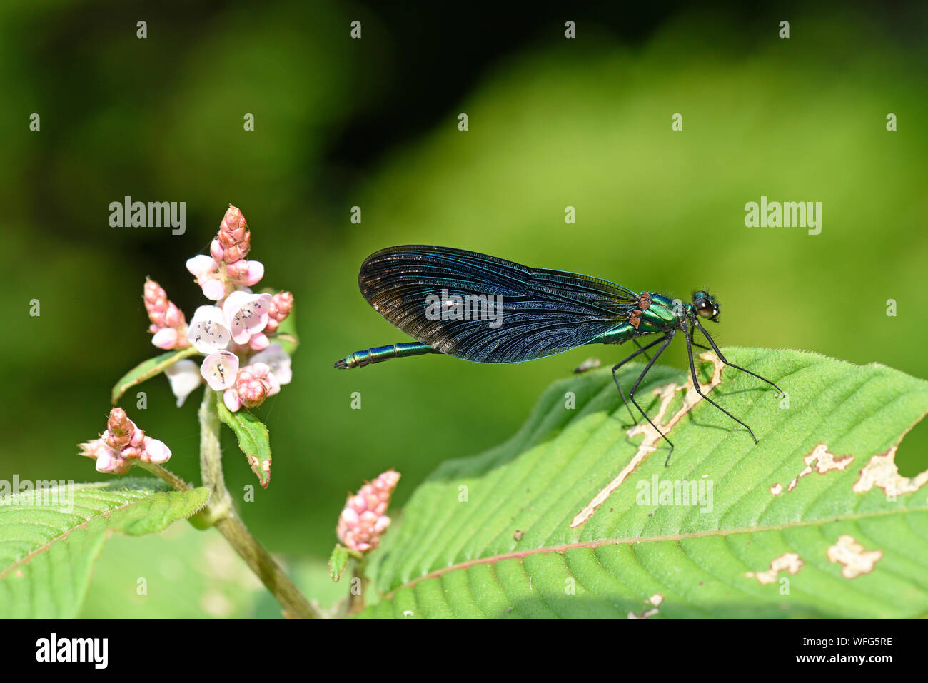 Schöne Demoiselle (Calopteryx Virgo) Männliche ruht auf Blatt, Monmouth, Wales, Juni Stockfoto